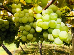 ぶどう ぶどう
