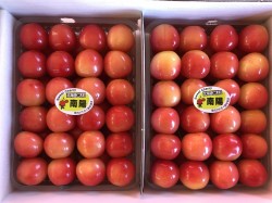 さくらんぼ(南陽) さくらんぼ(南陽)