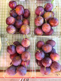 プルーン プルーン